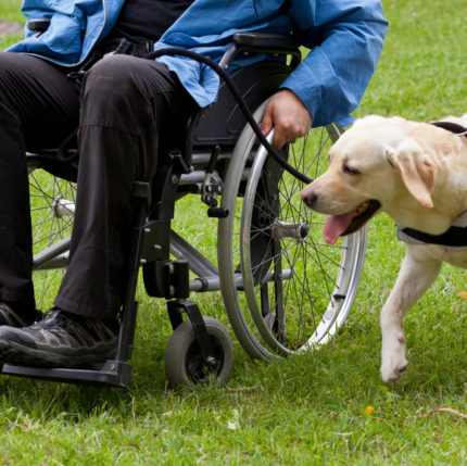 Labrador und sein Besitzer der auf einem Rollstuhl sitzt