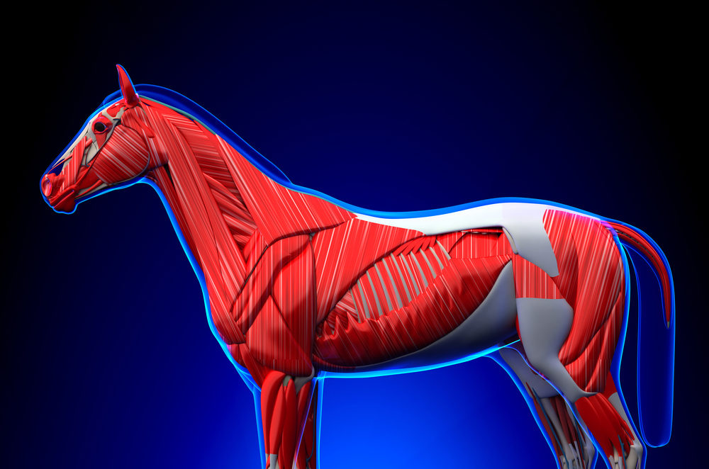 Pferde X-Ray Modell